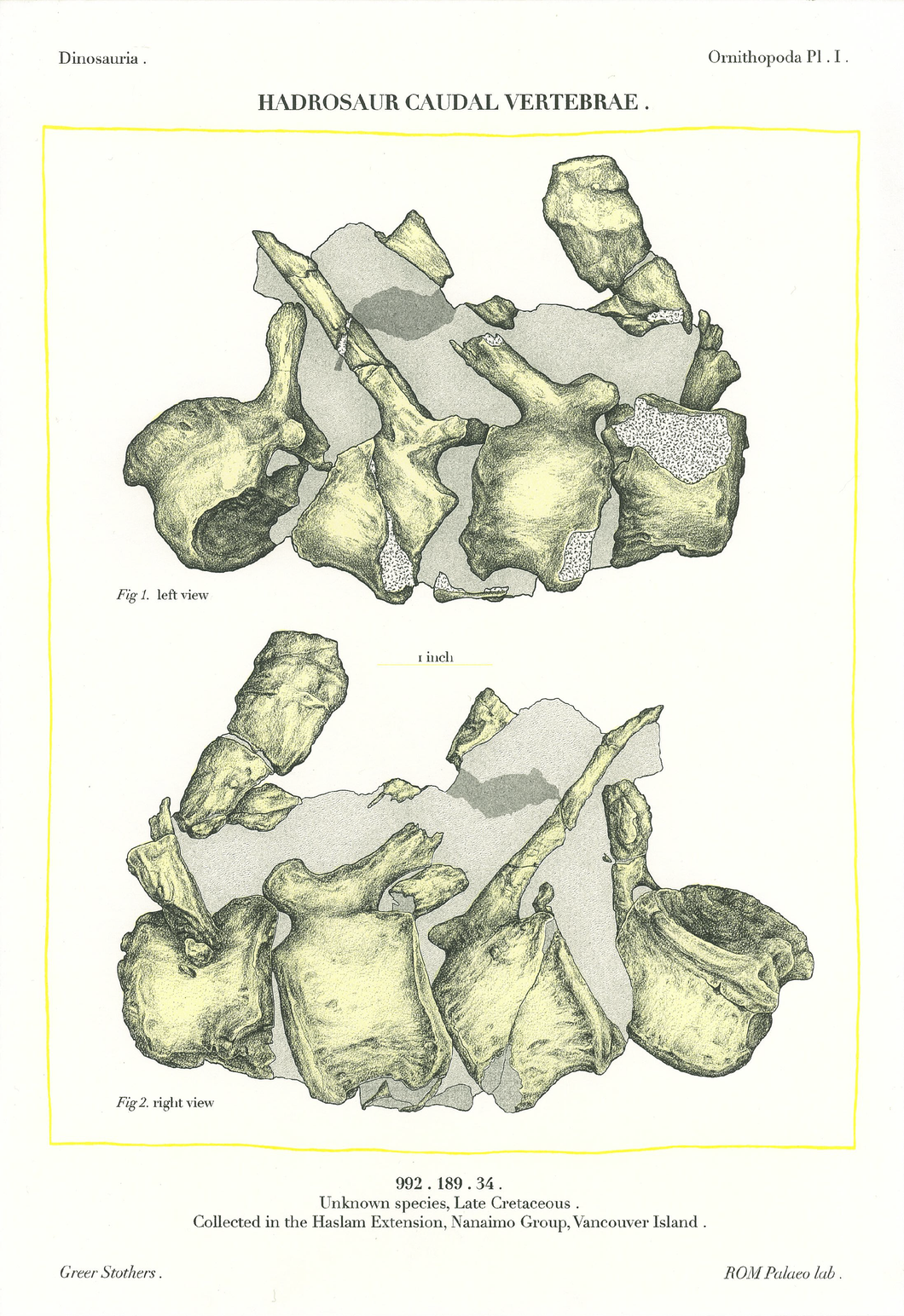 Dinosaur Bones Risograph Print